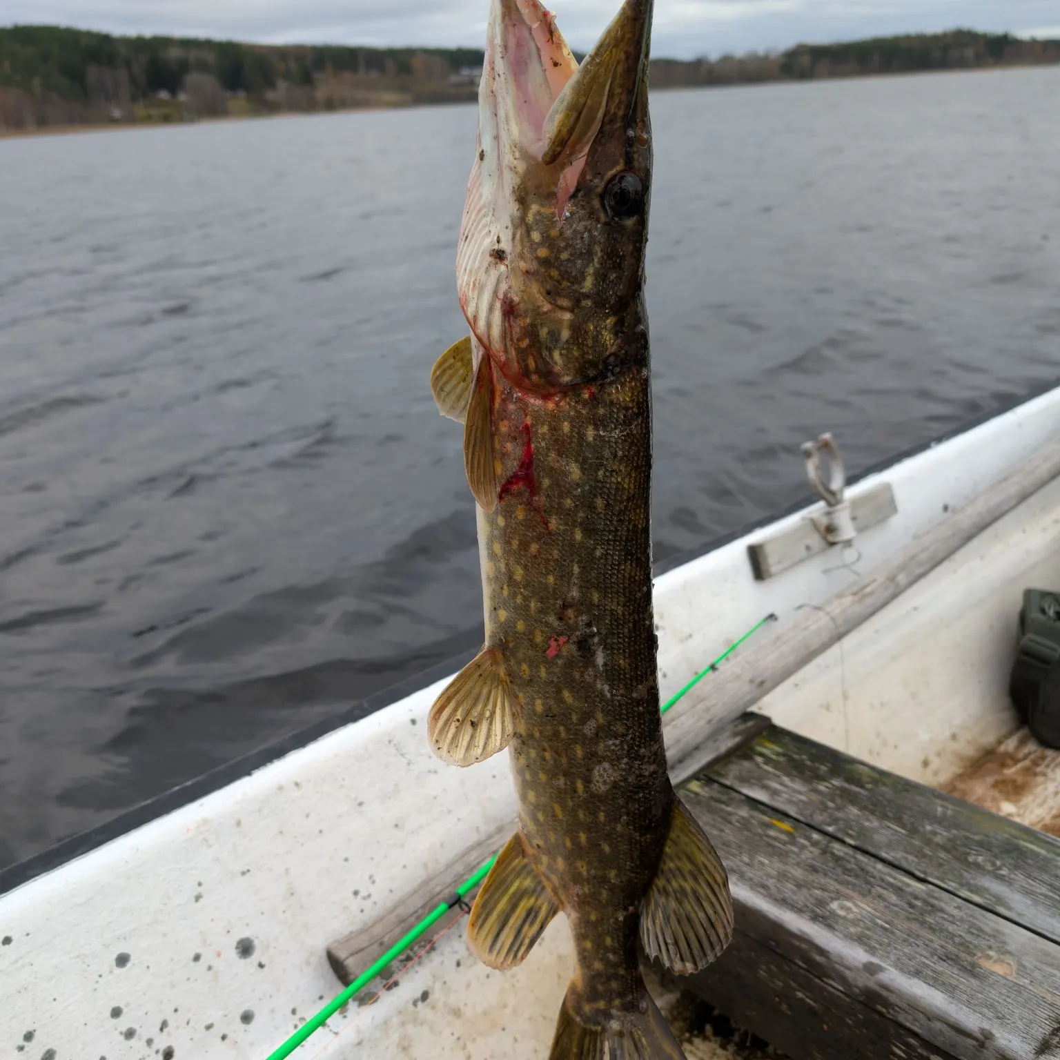 Northern pike caught on Fishbrain