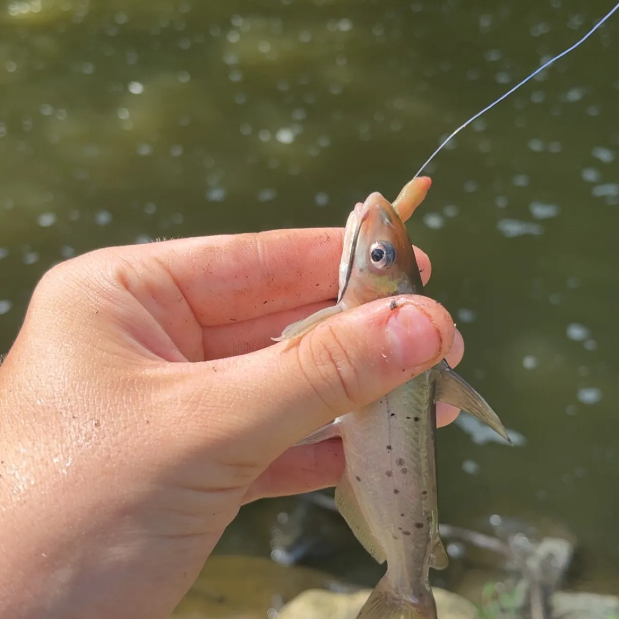 Channel catfish caught on Fishbrain