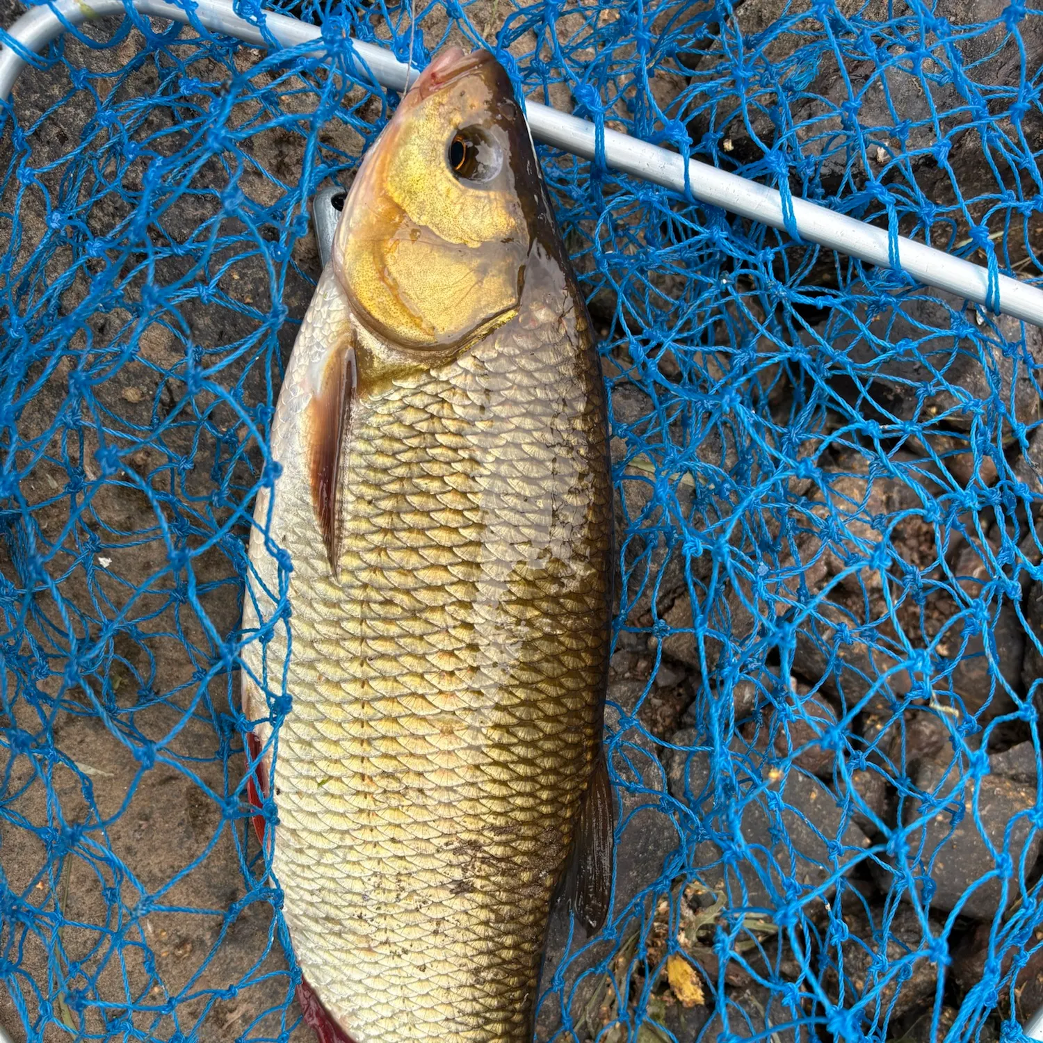 Common rudd caught on Fishbrain