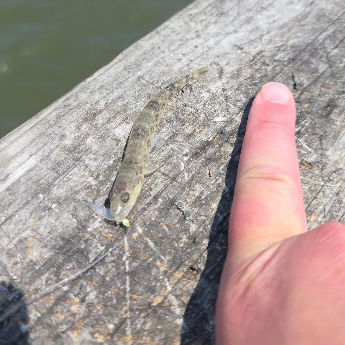 The most recent Lighthouse lizardfish catches on Fishbrain