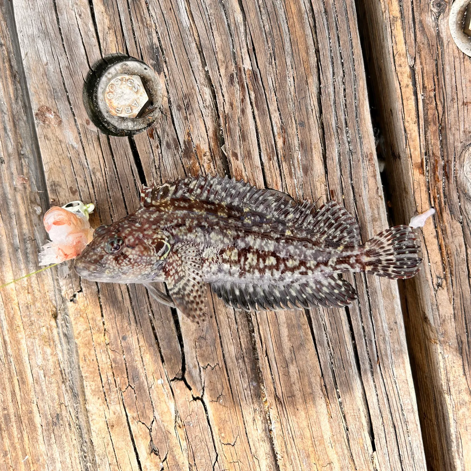 The most recent Hairy blenny catches on Fishbrain