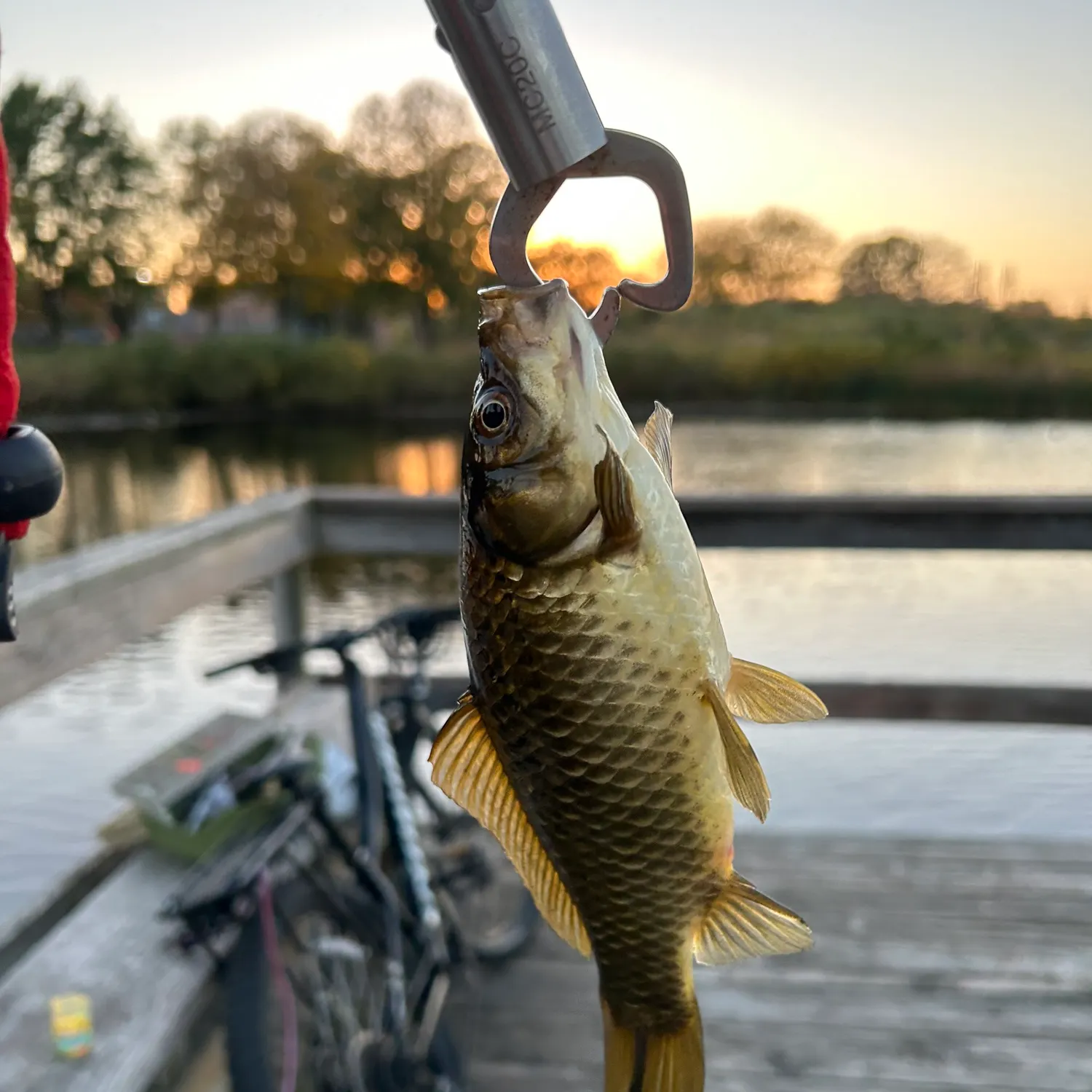 Common carp caught on Fishbrain