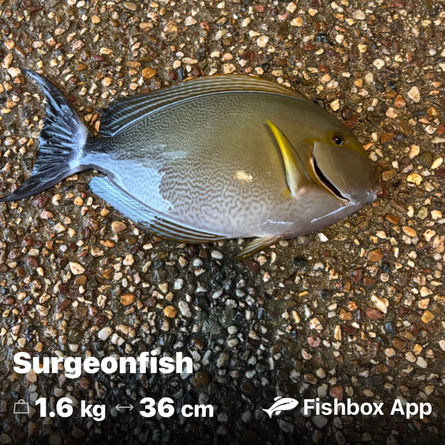recently logged catches