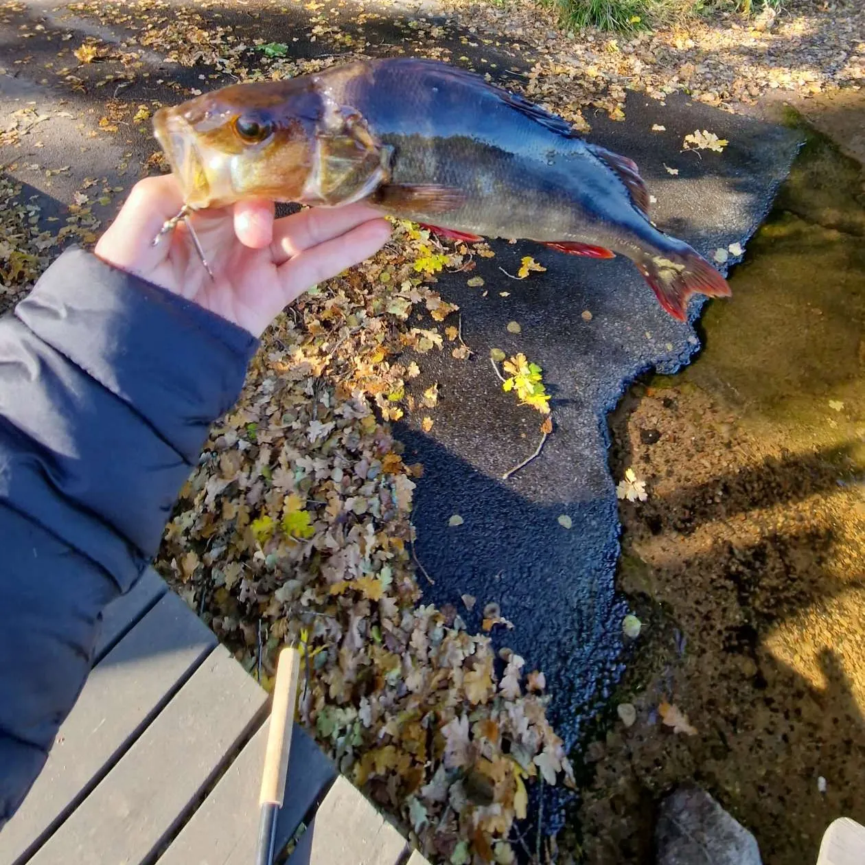 European perch caught on Fishbrain