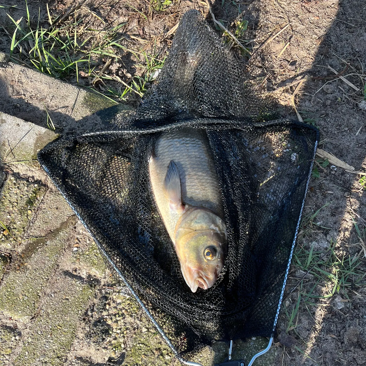 The most recent Common bream catches on Fishbrain