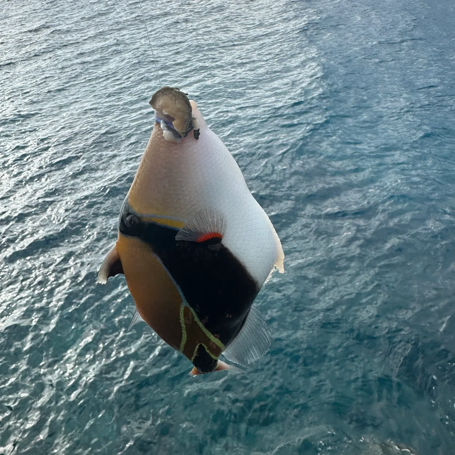 most liked catch image