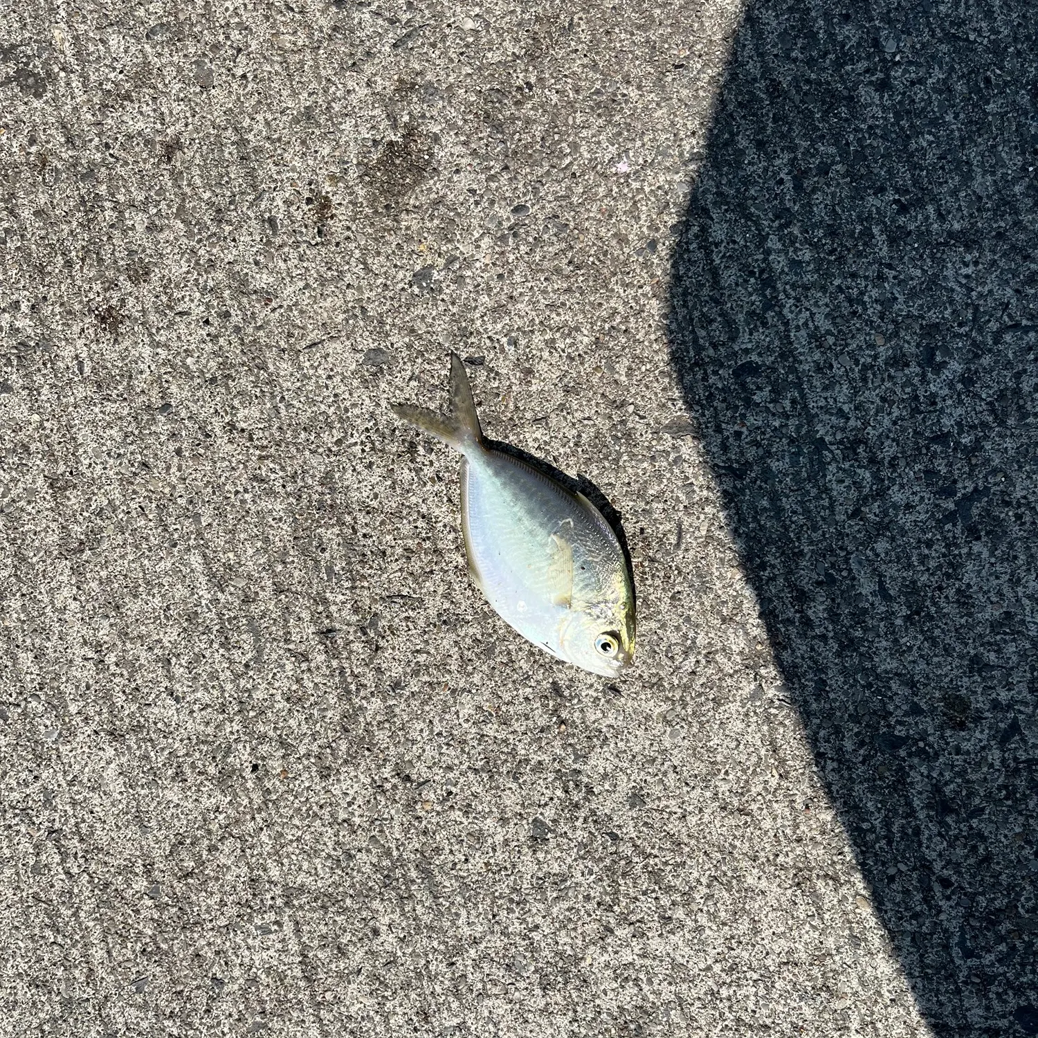 The most recent American butterfish catches on Fishbrain