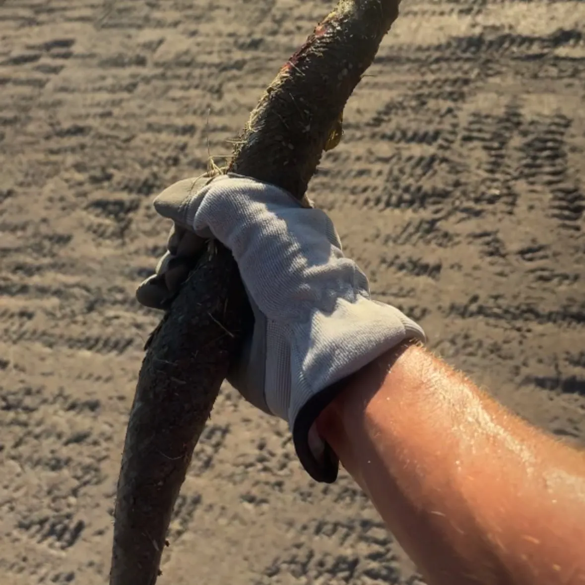 Longnose gar caught on Fishbrain