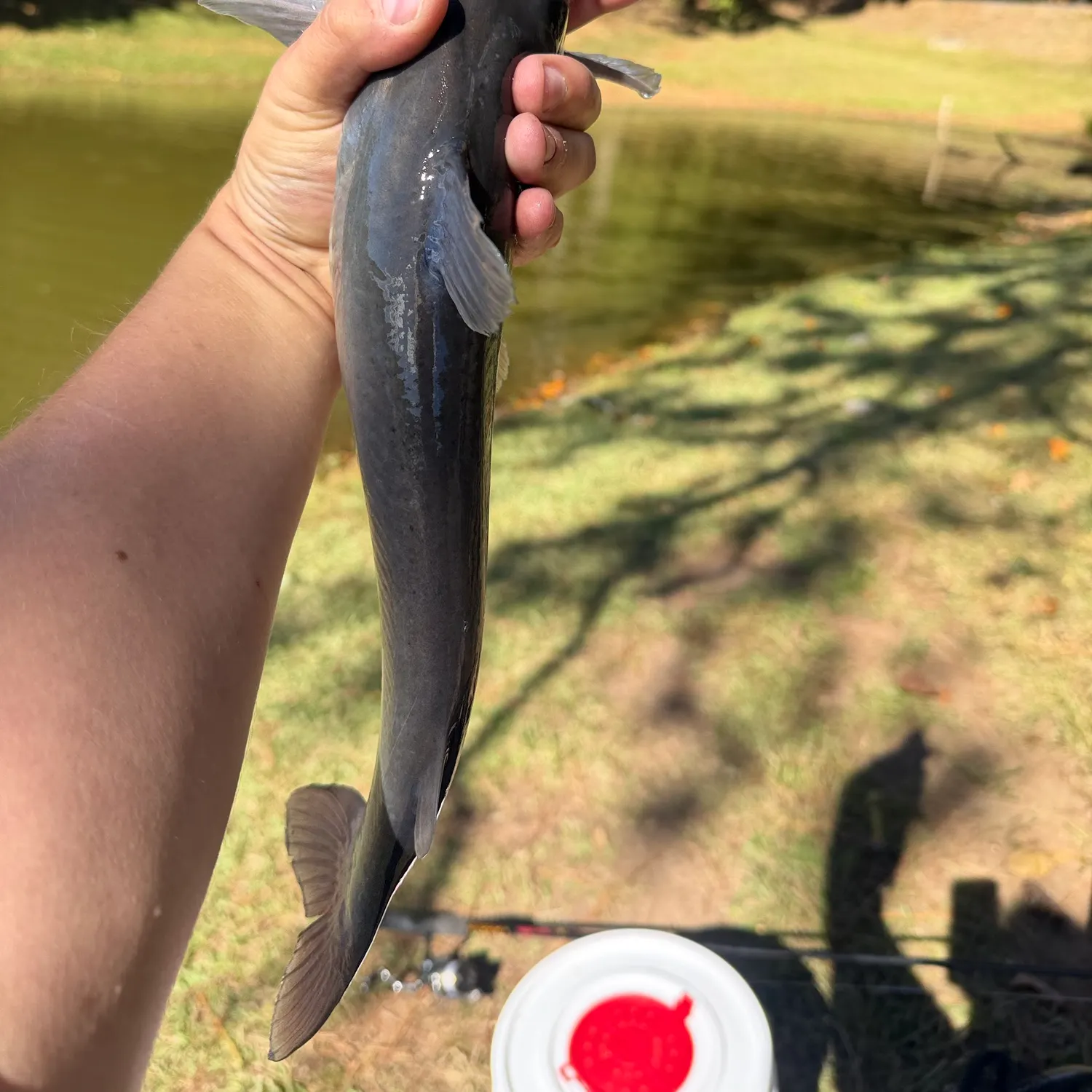 Black bullhead caught on Fishbrain