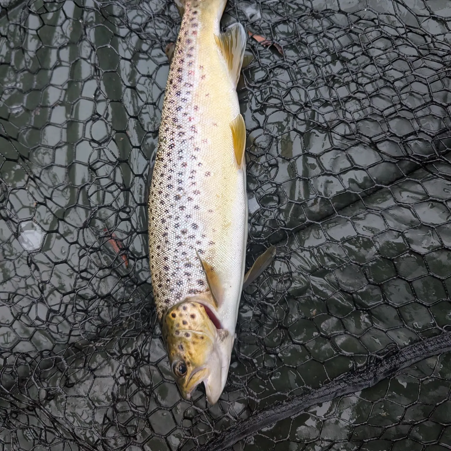 Brown trout caught on Fishbrain