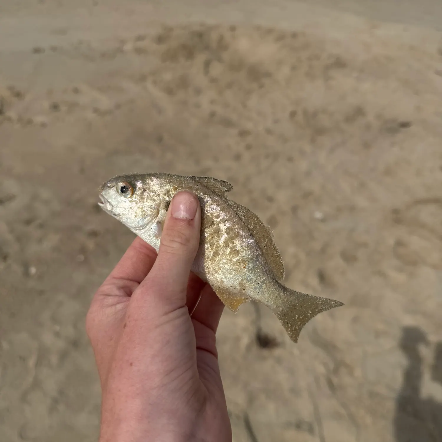 Spot croaker caught on Fishbrain