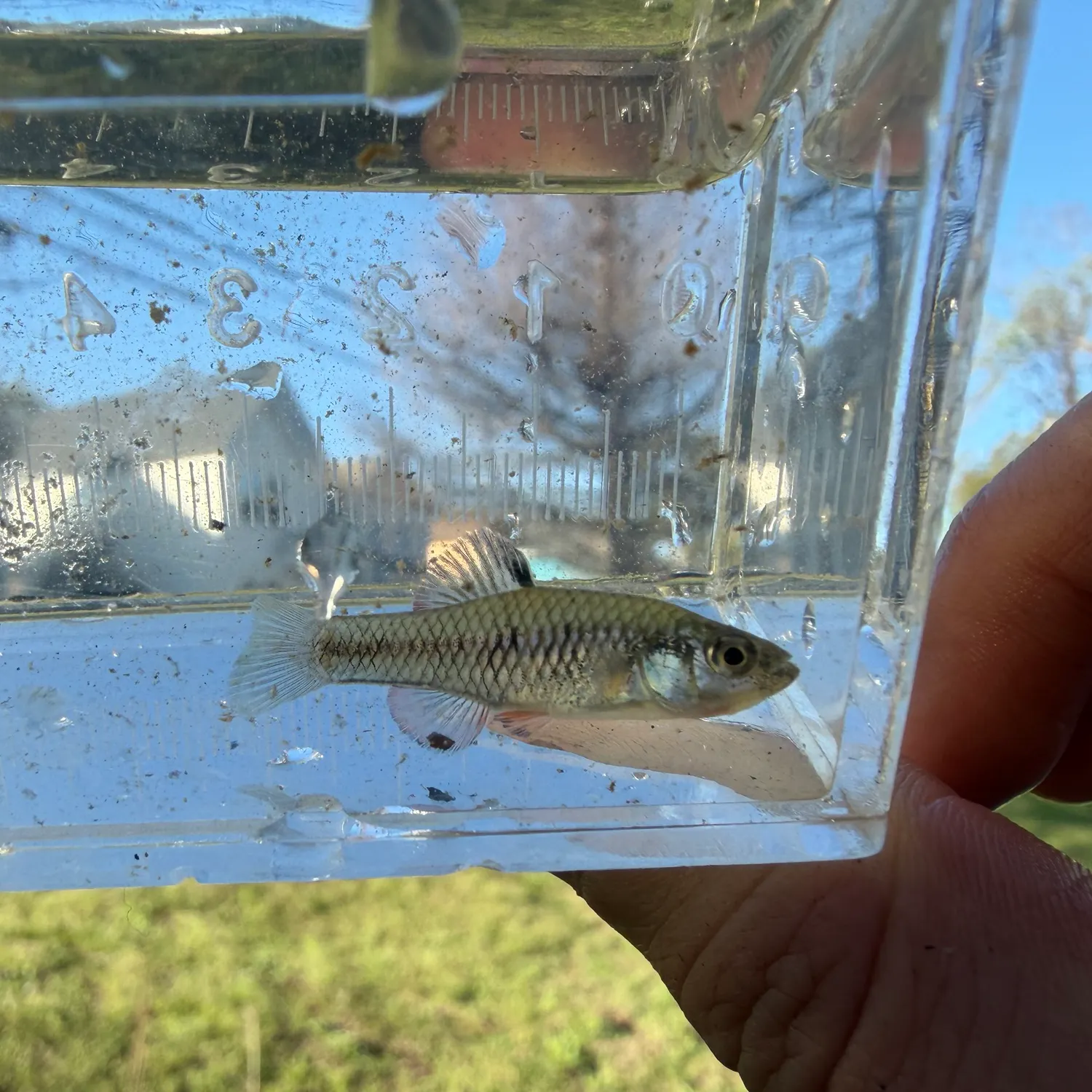 The most recent Rainwater killifish catches on Fishbrain