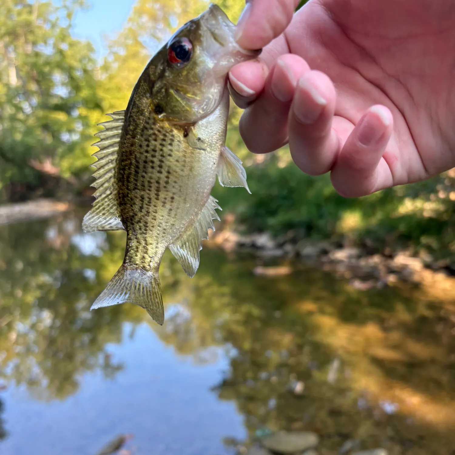 Rock bass caught on Fishbrain