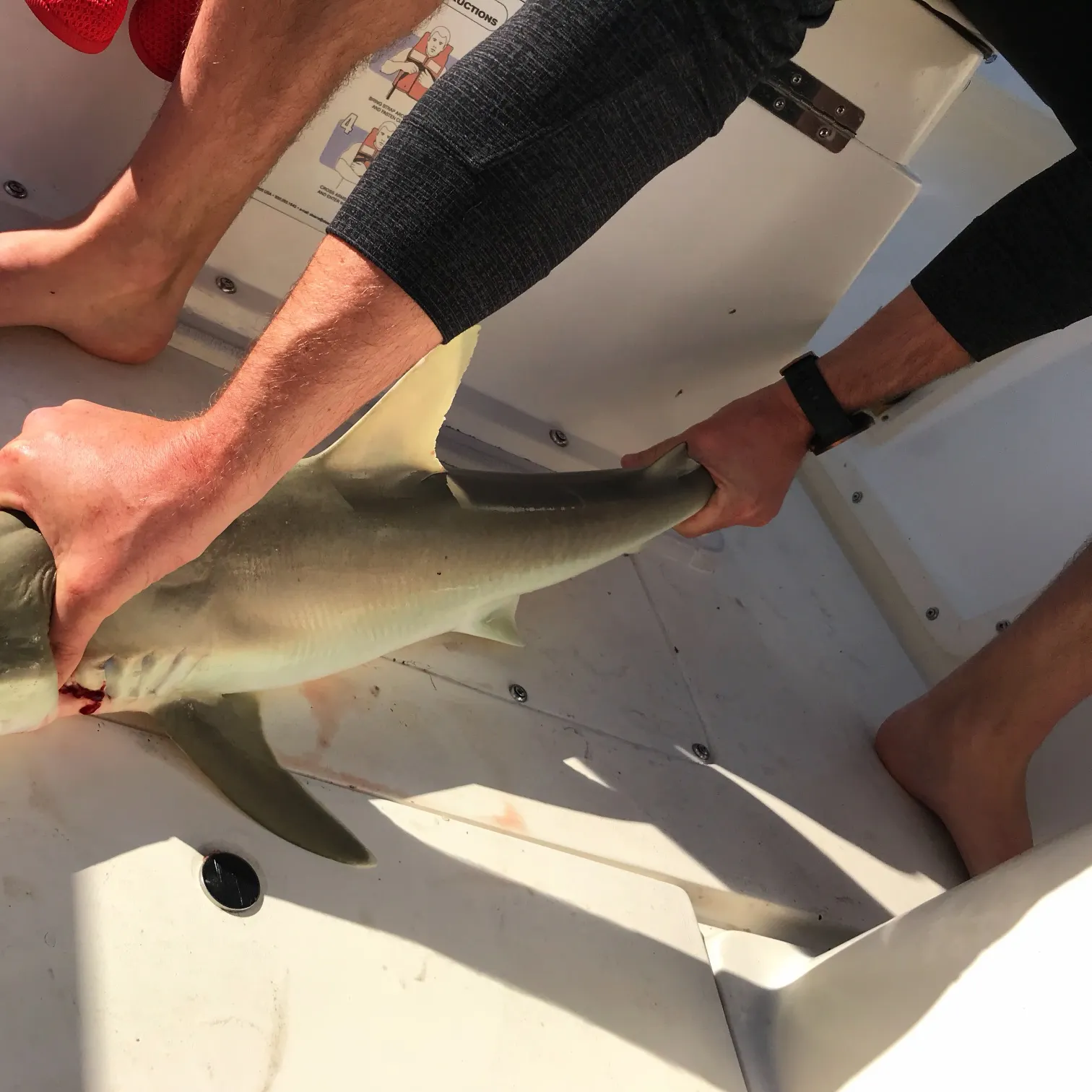 The most recent Caribbean reef shark catches on Fishbrain