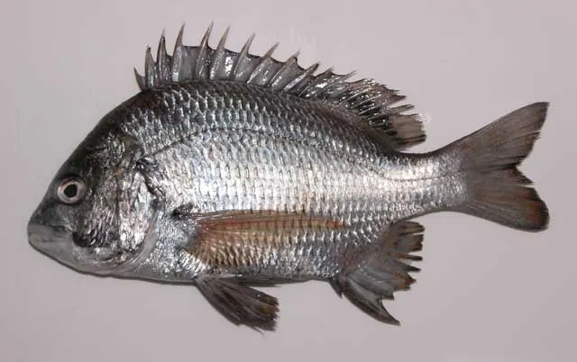 Pacific seabream