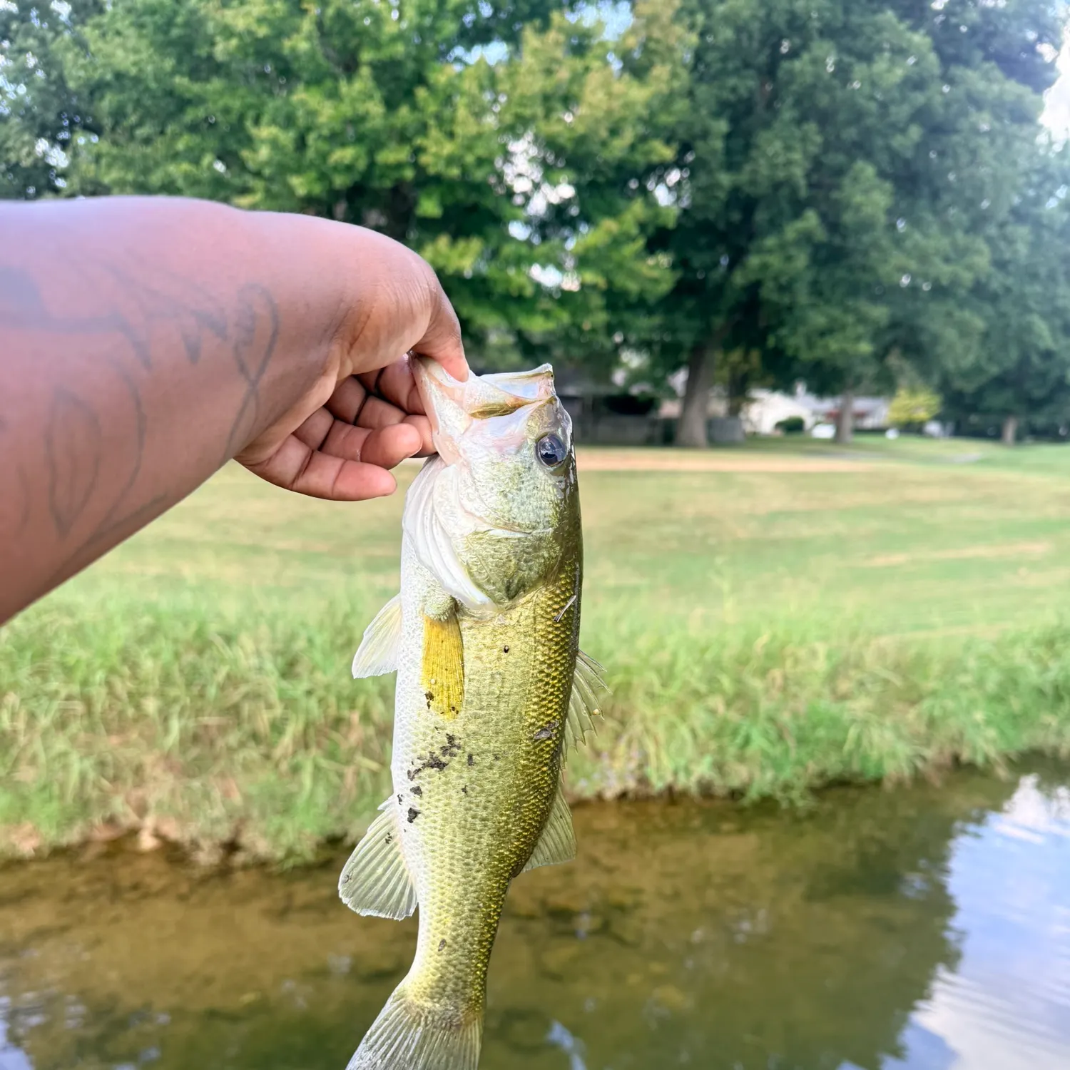 Largemouth bass caught on Fishbrain