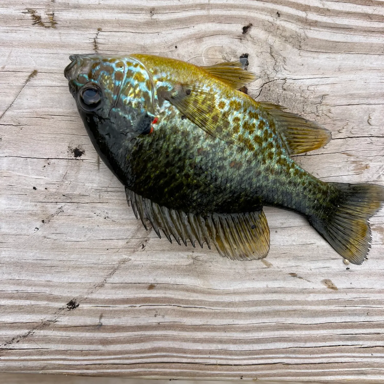 The most recent Pumpkinseed x green sunfish catches on Fishbrain