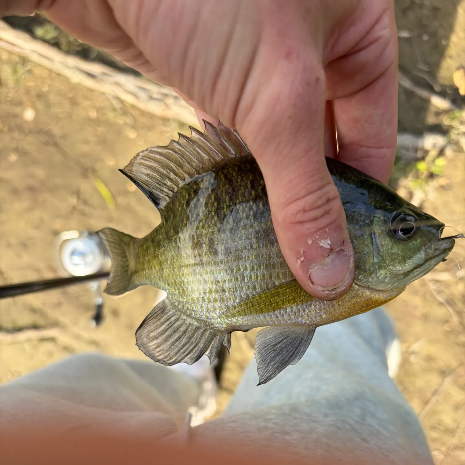 Bluegill caught on Fishbrain