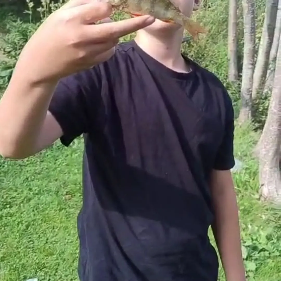 European perch caught on Fishbrain