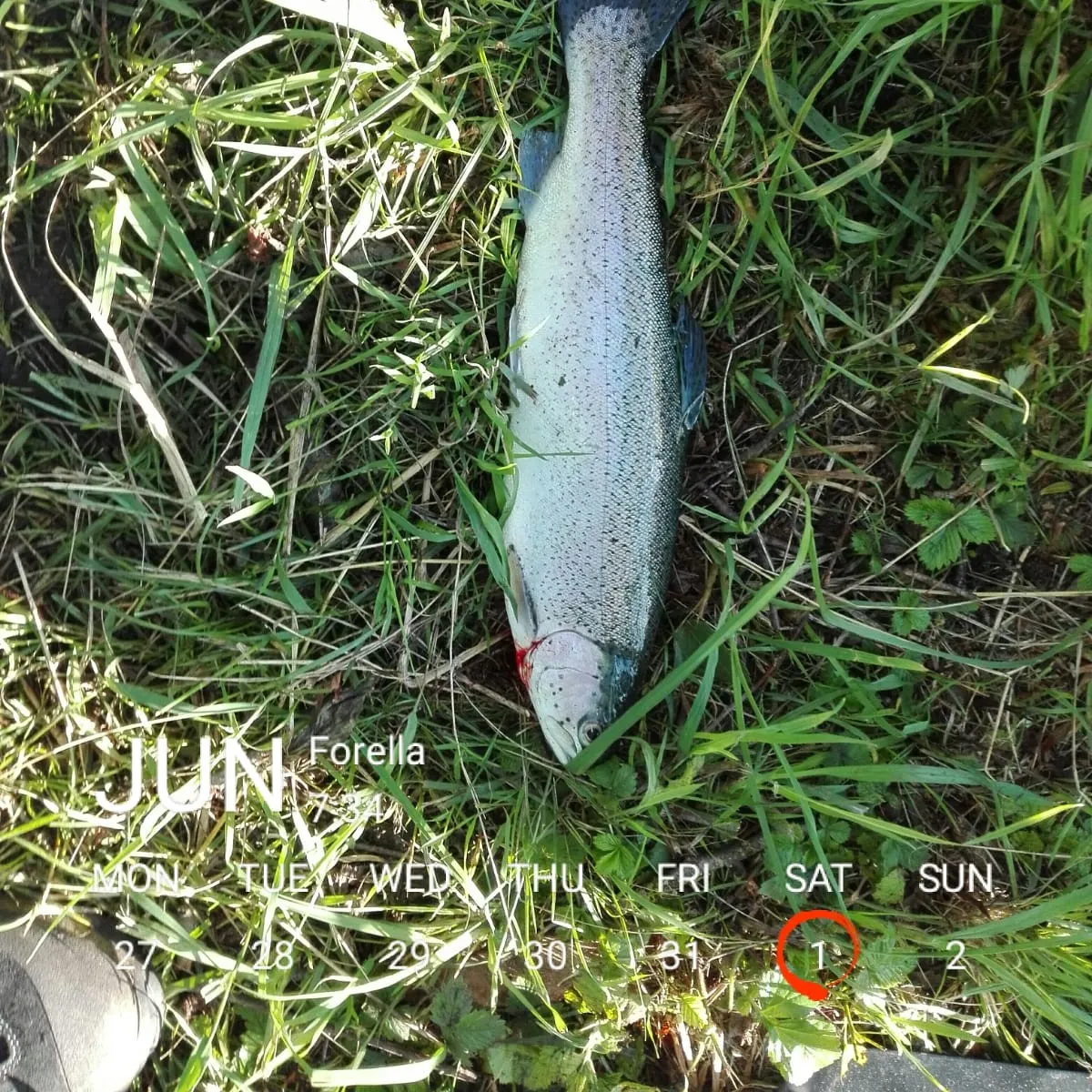 recently logged catches