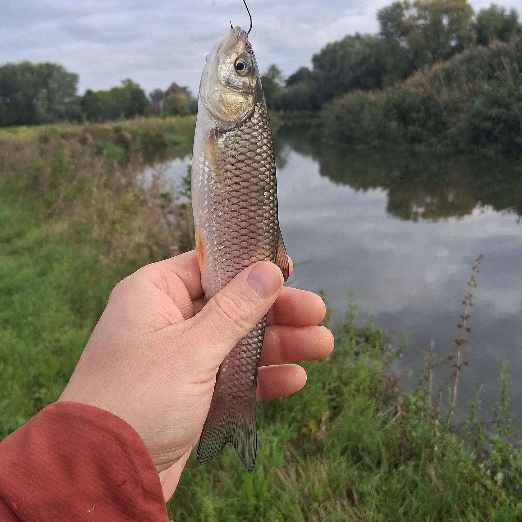 European chub caught on Fishbrain