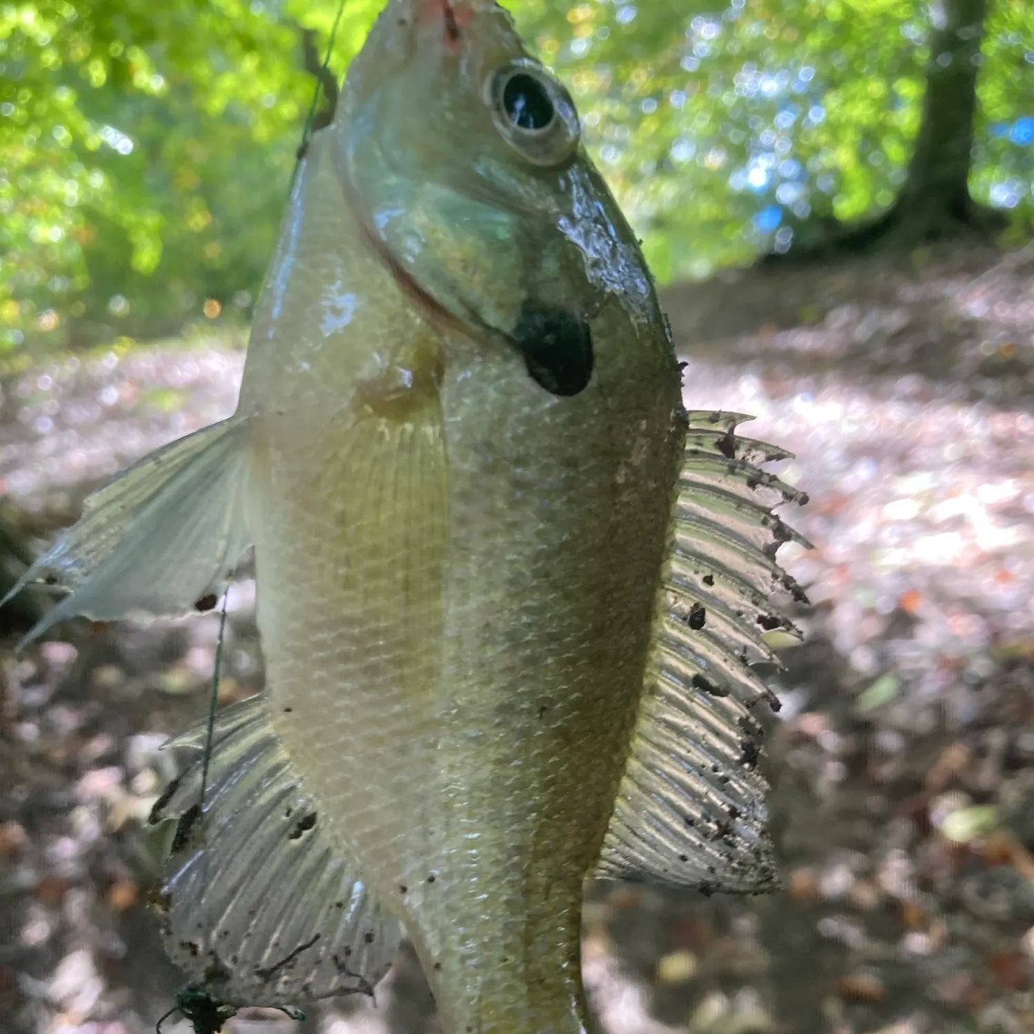 Redbreast sunfish caught on Fishbrain