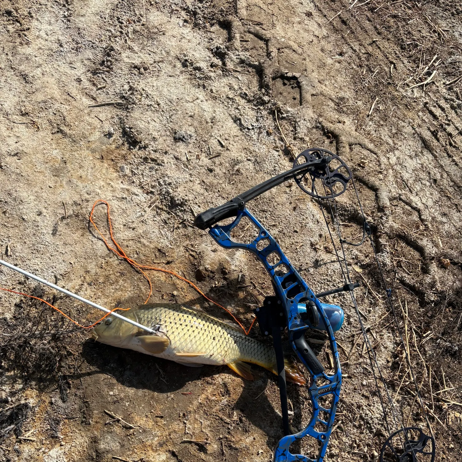 Common carp caught on Fishbrain