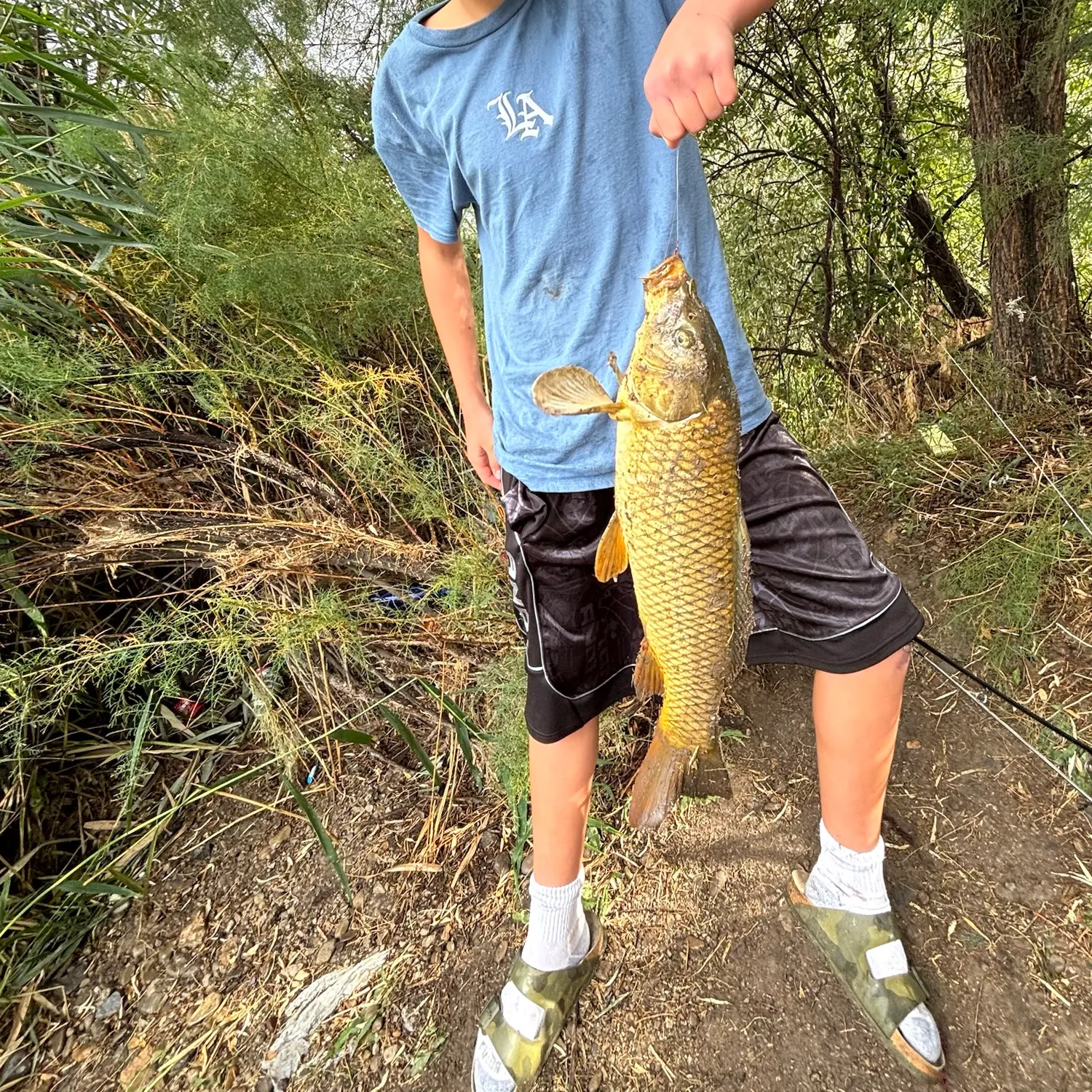 The most recent Common carp catches on Fishbrain