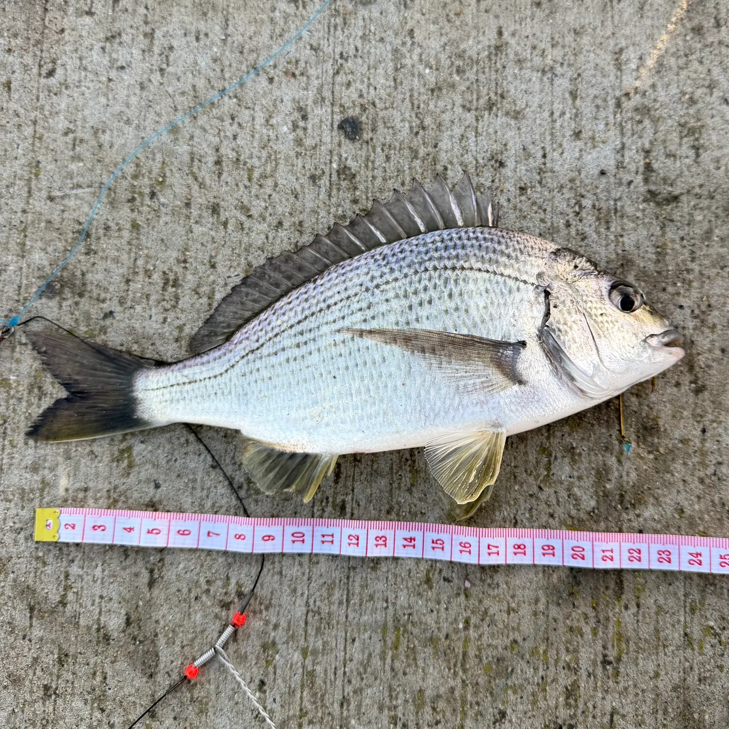 recently logged catches