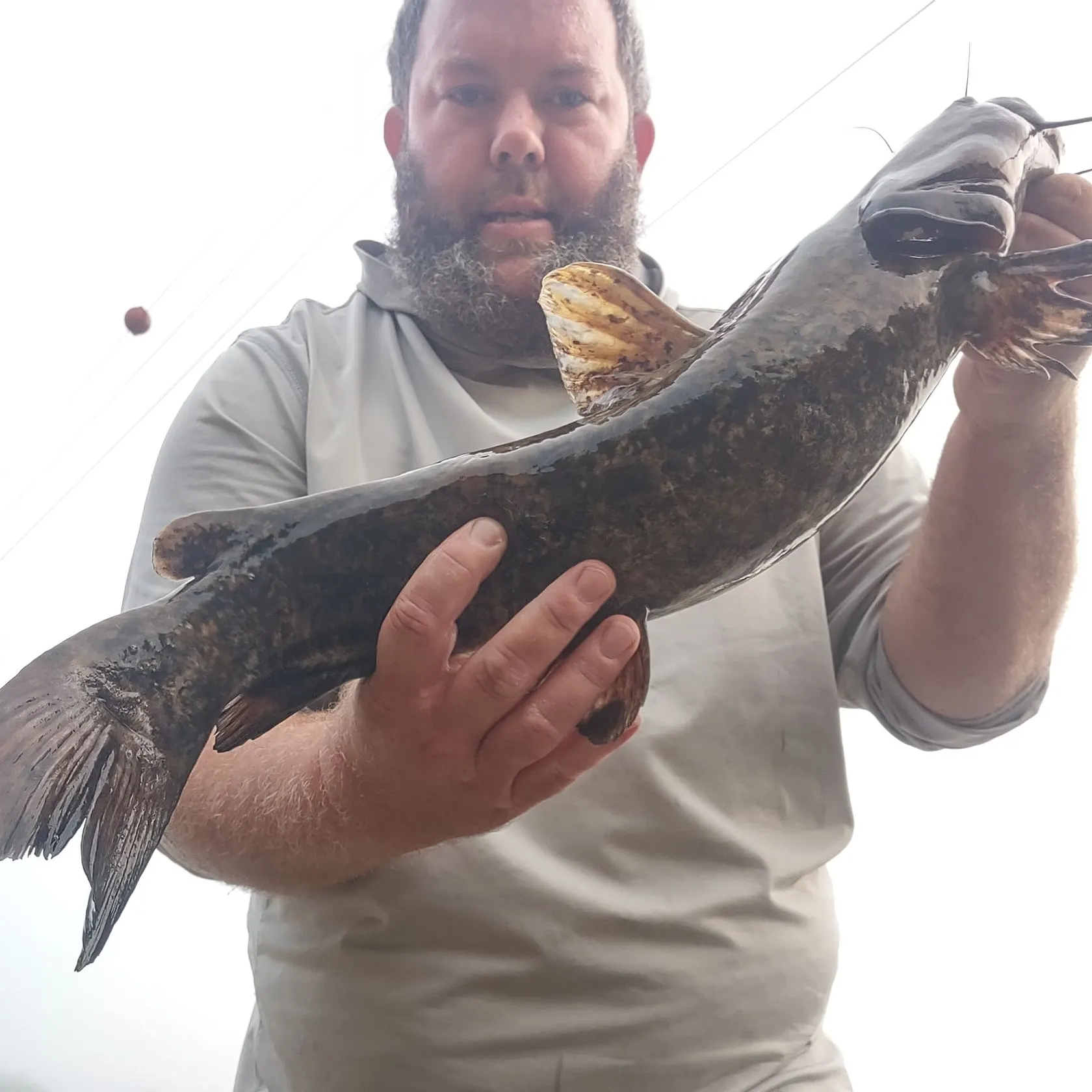 The most recent Flathead catfish catches on Fishbrain