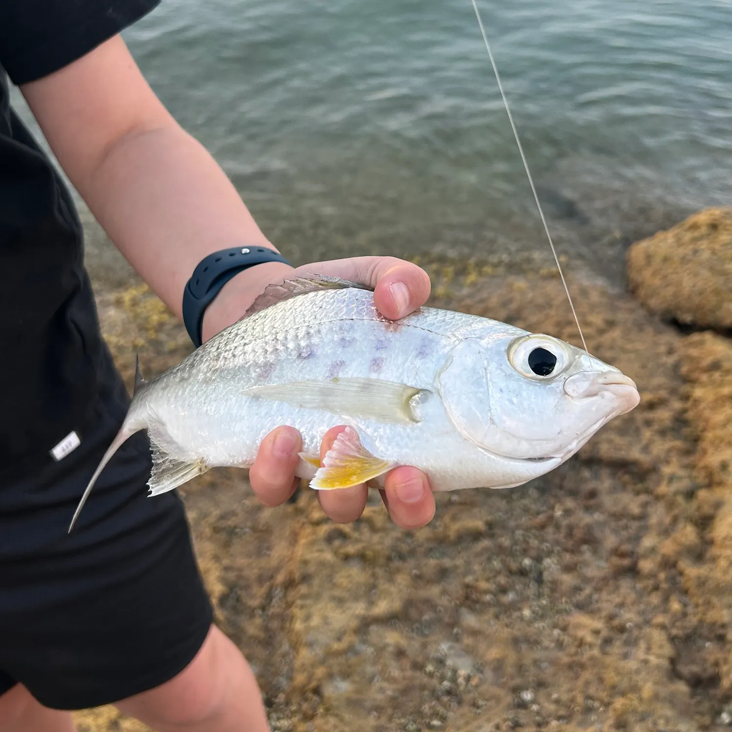 The most recent Yellowfin mojarra catches on Fishbrain