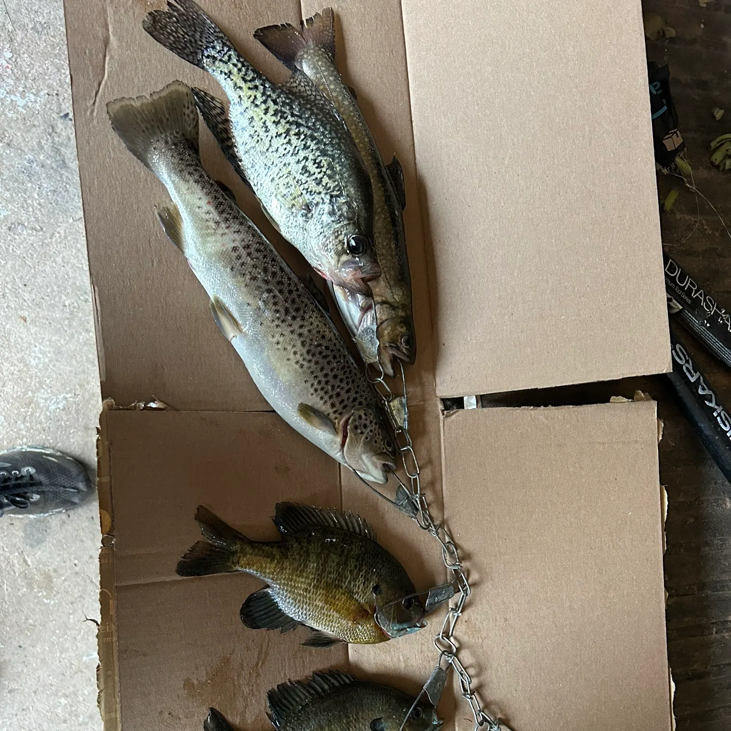 recently logged catches