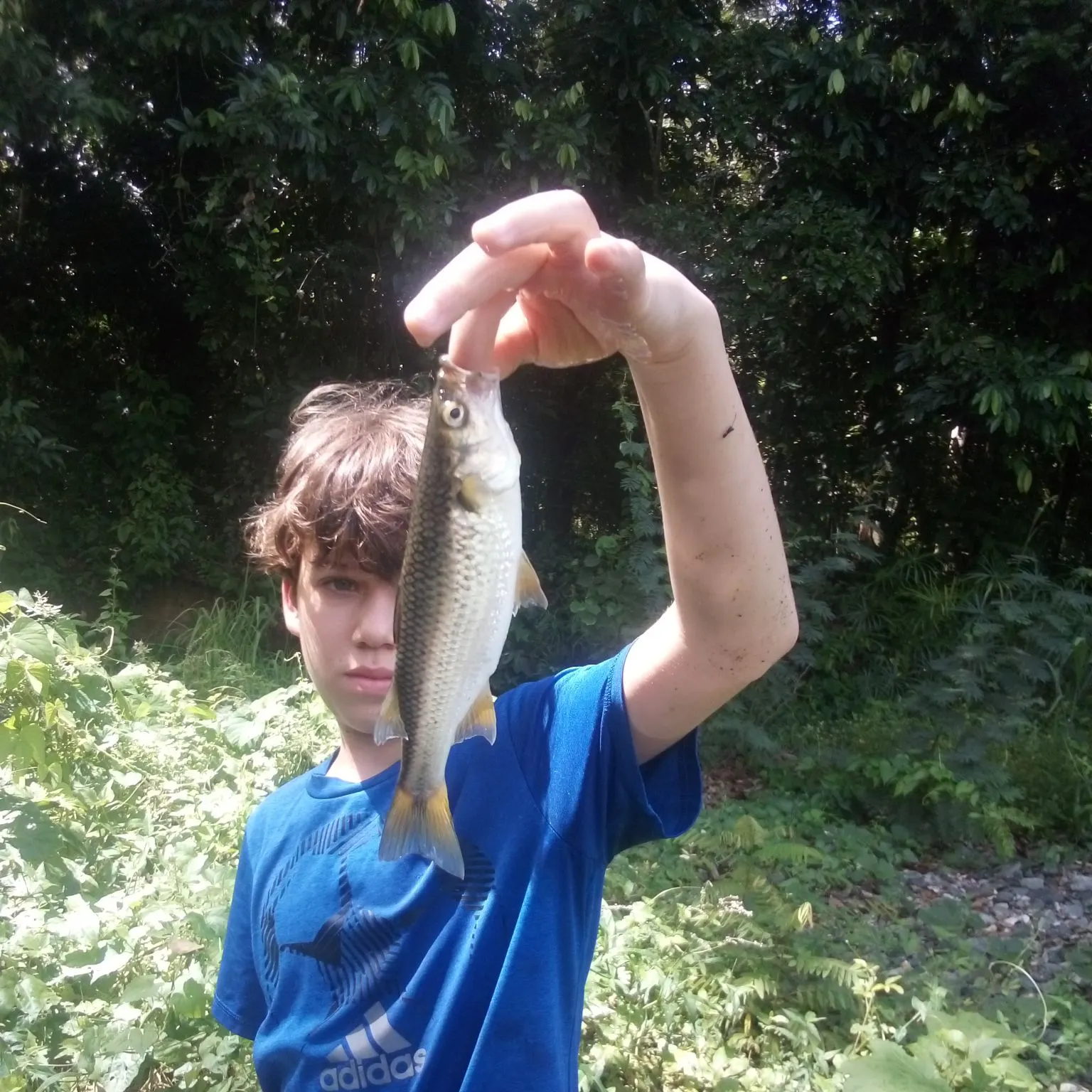 The most recent Northern sennet catches on Fishbrain