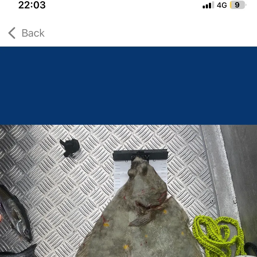European plaice caught on Fishbrain
