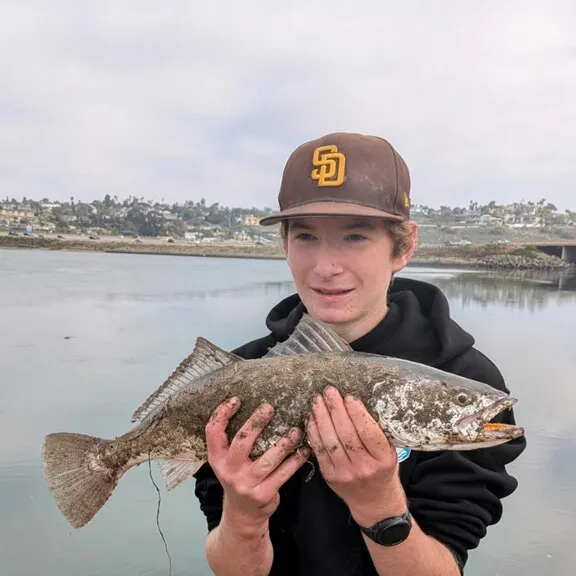 The most recent Shortfin corvina catches on Fishbrain