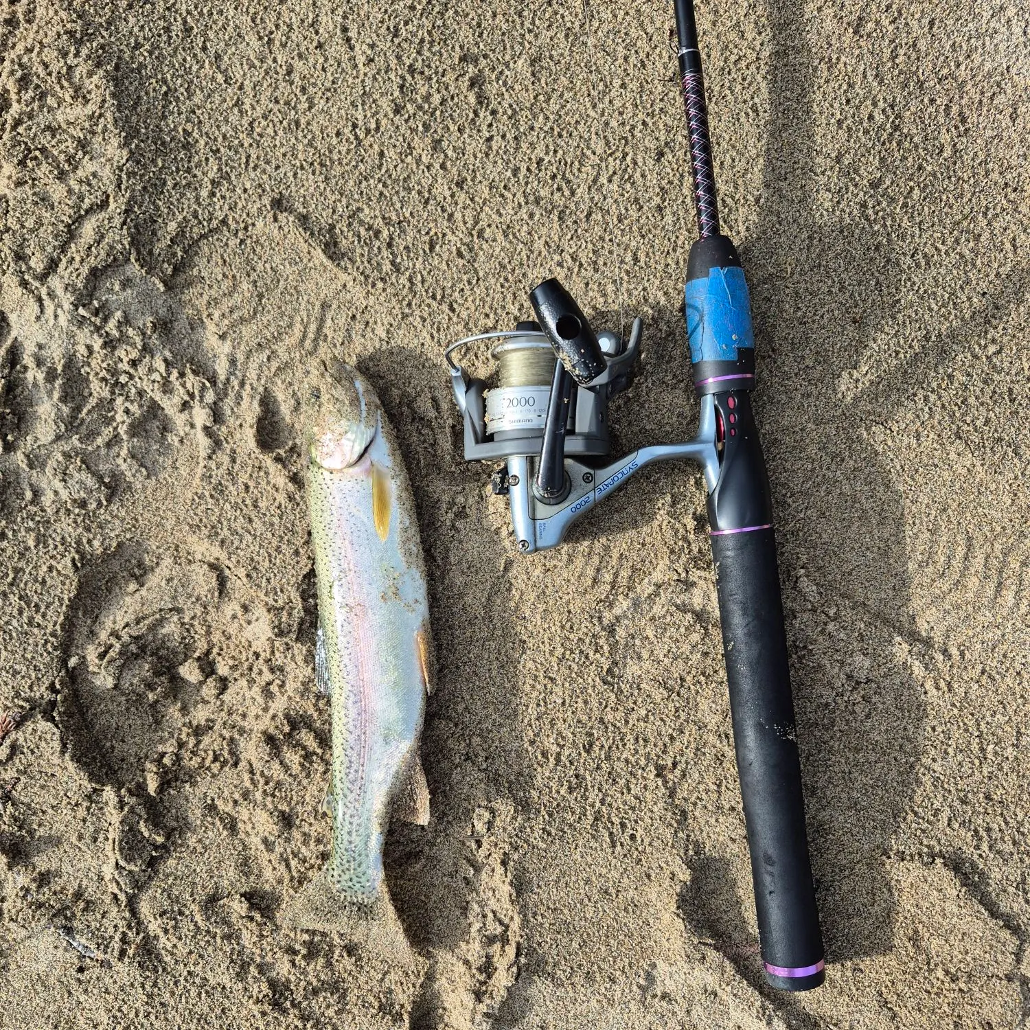 Rainbow trout caught on Fishbrain