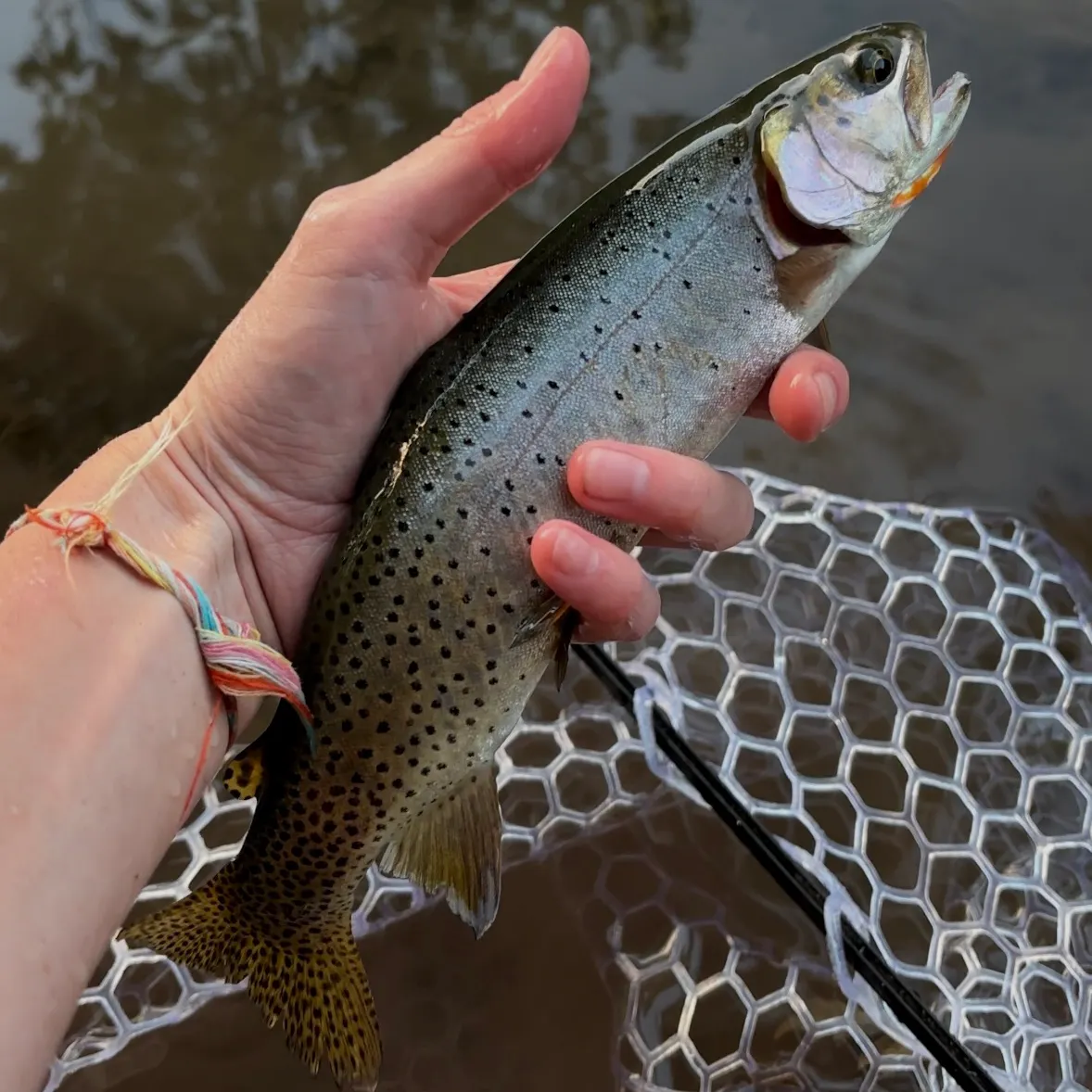 Cutthroat trout caught on Fishbrain