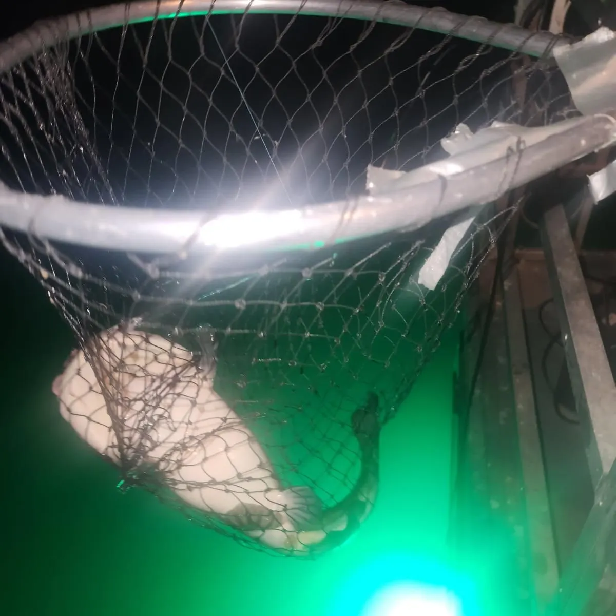 Channel catfish caught on Fishbrain