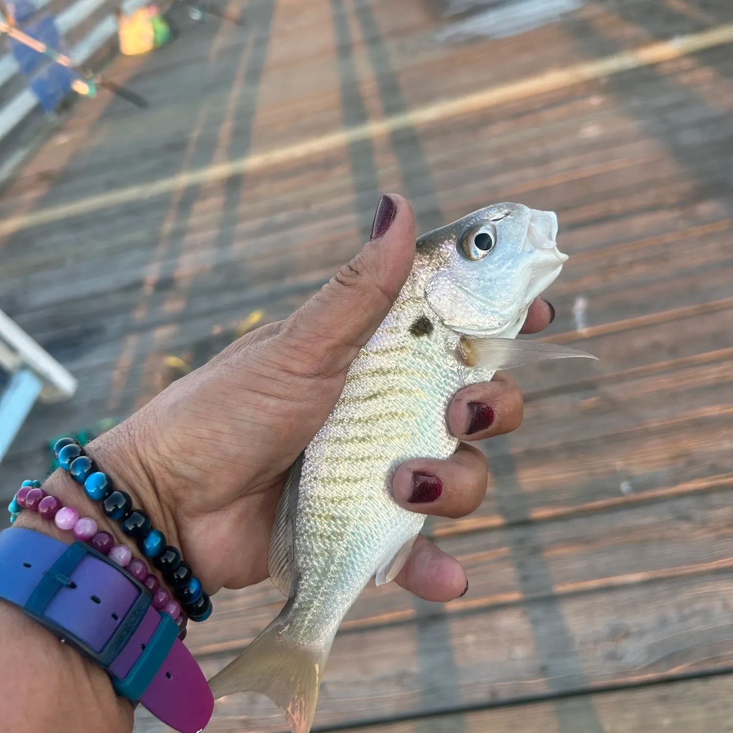 The most recent Spot croaker catches on Fishbrain