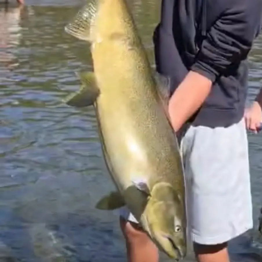Chinook salmon caught on Fishbrain