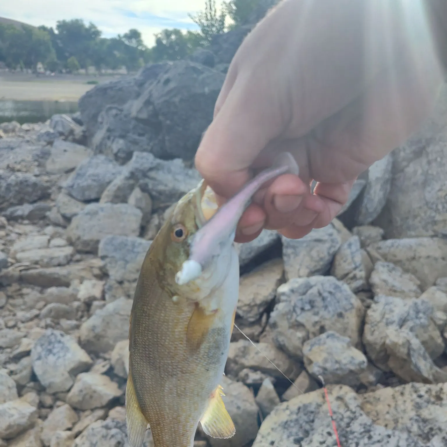 Smallmouth bass caught on Fishbrain