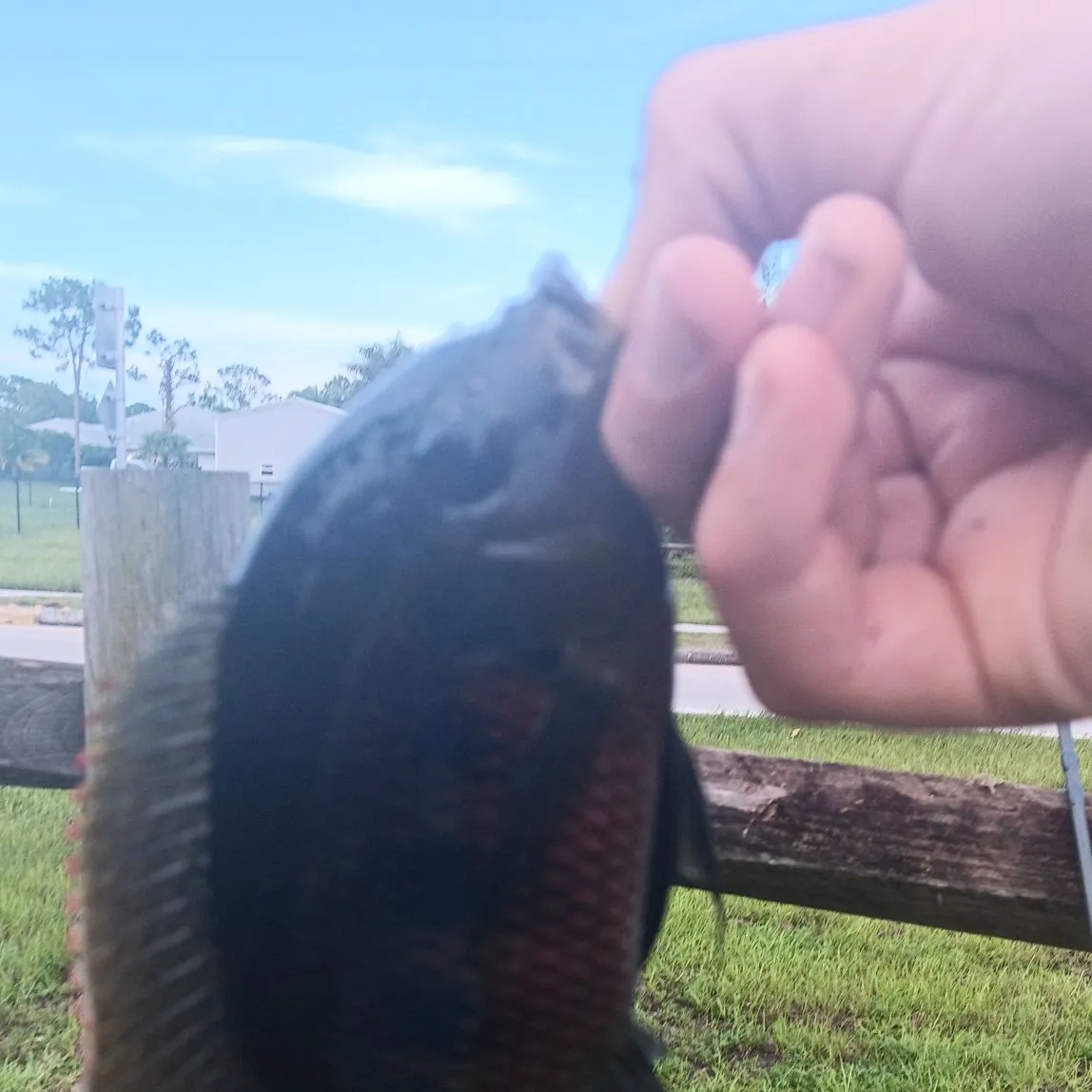 The most recent Spotted tilapia catches on Fishbrain
