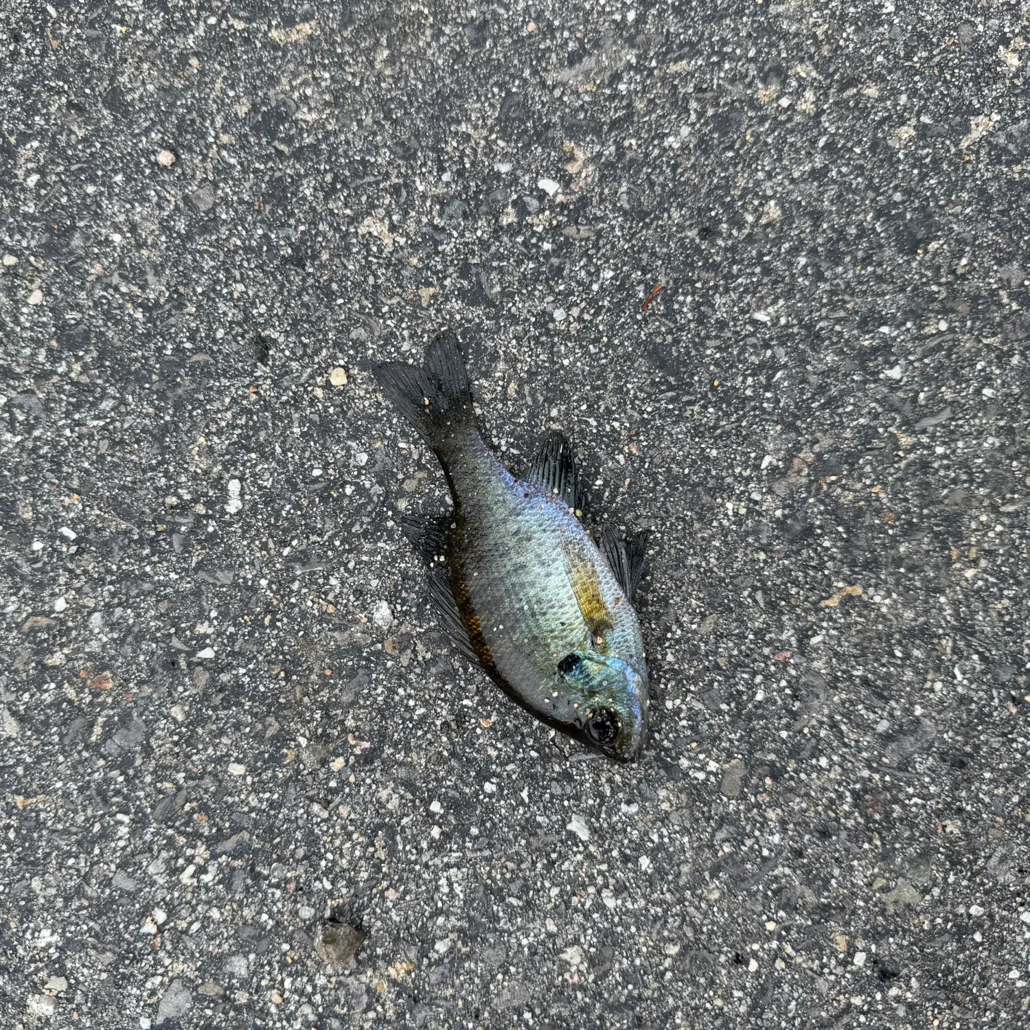 Bluegill caught on Fishbrain
