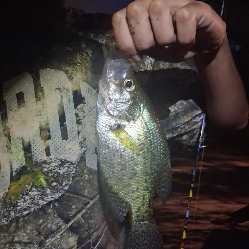 Black crappie caught on Fishbrain
