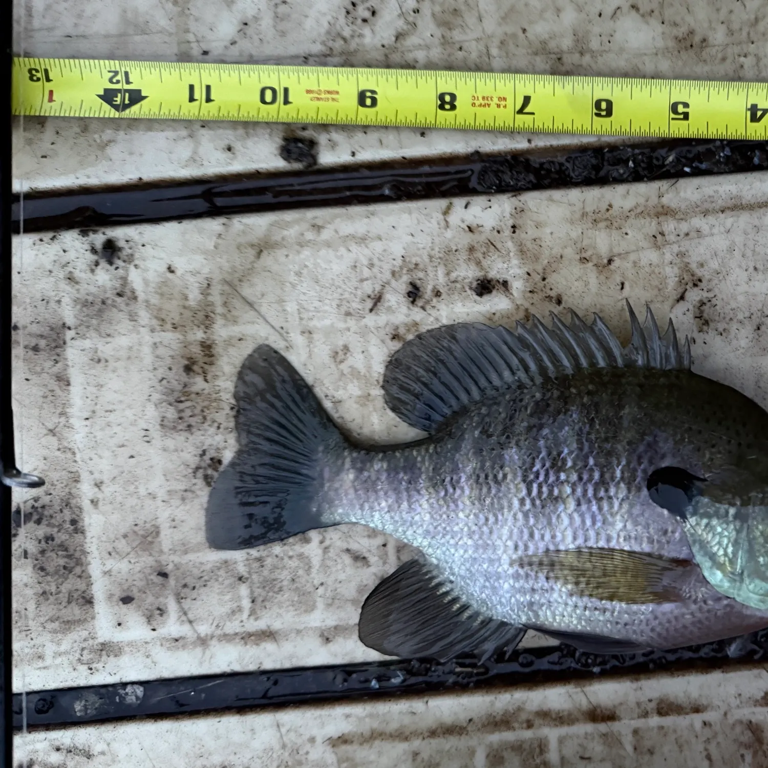 Bluegill caught on Fishbrain