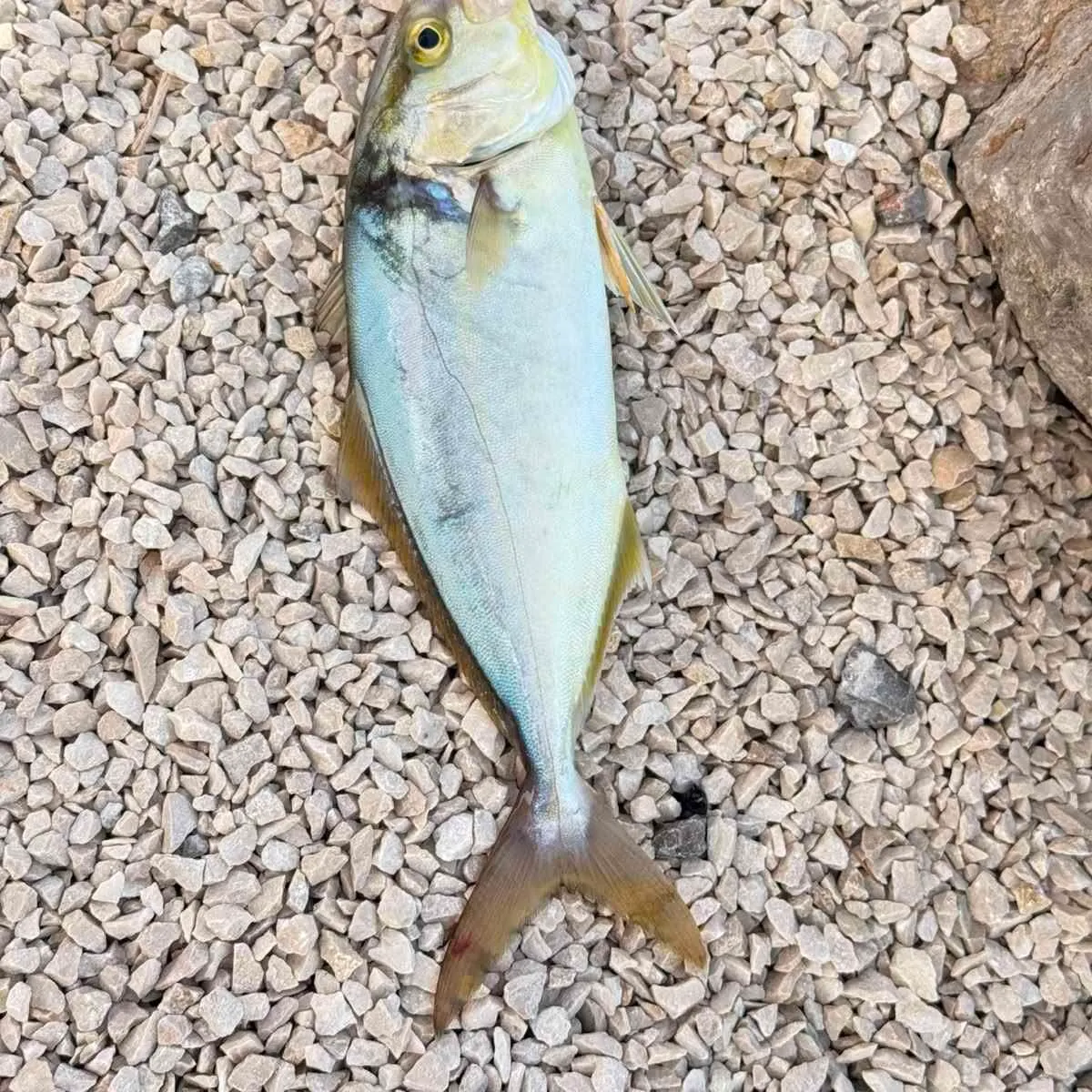 Leerfish caught on Fishbrain
