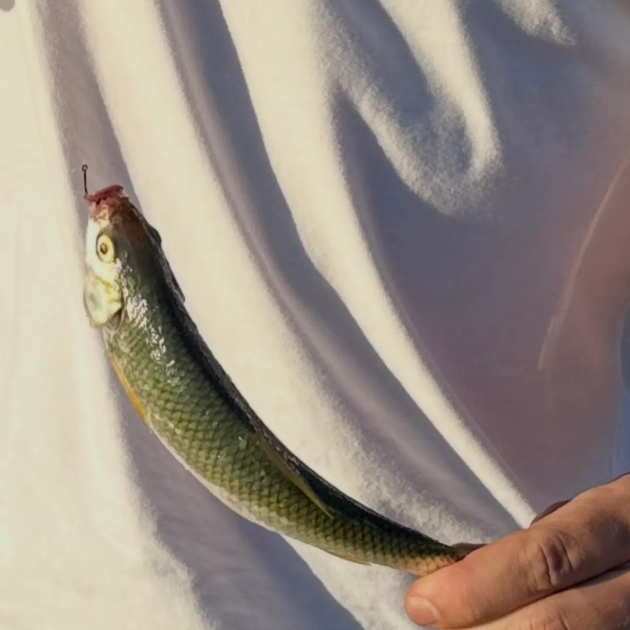 The most recent Picarel catches on Fishbrain