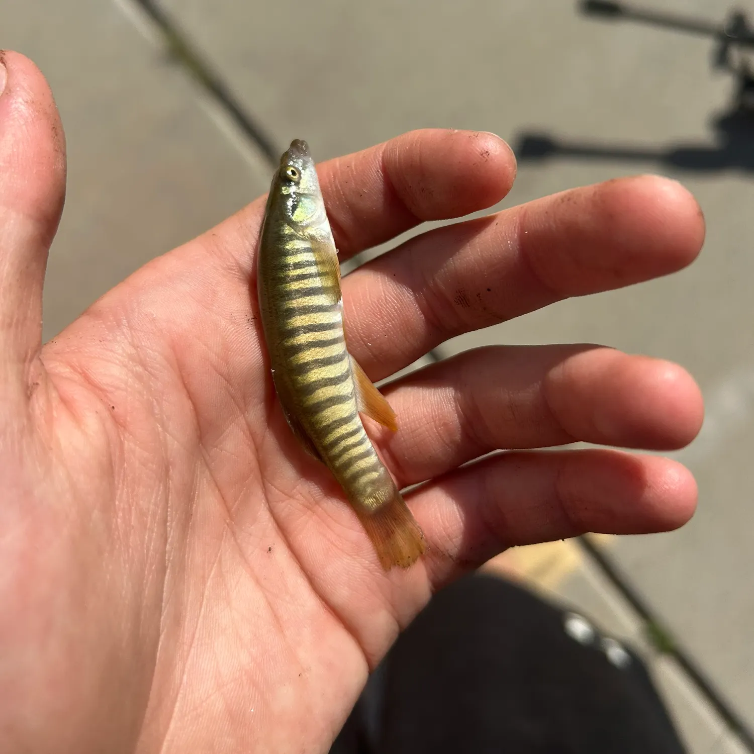 The most recent Striped killifish catches on Fishbrain