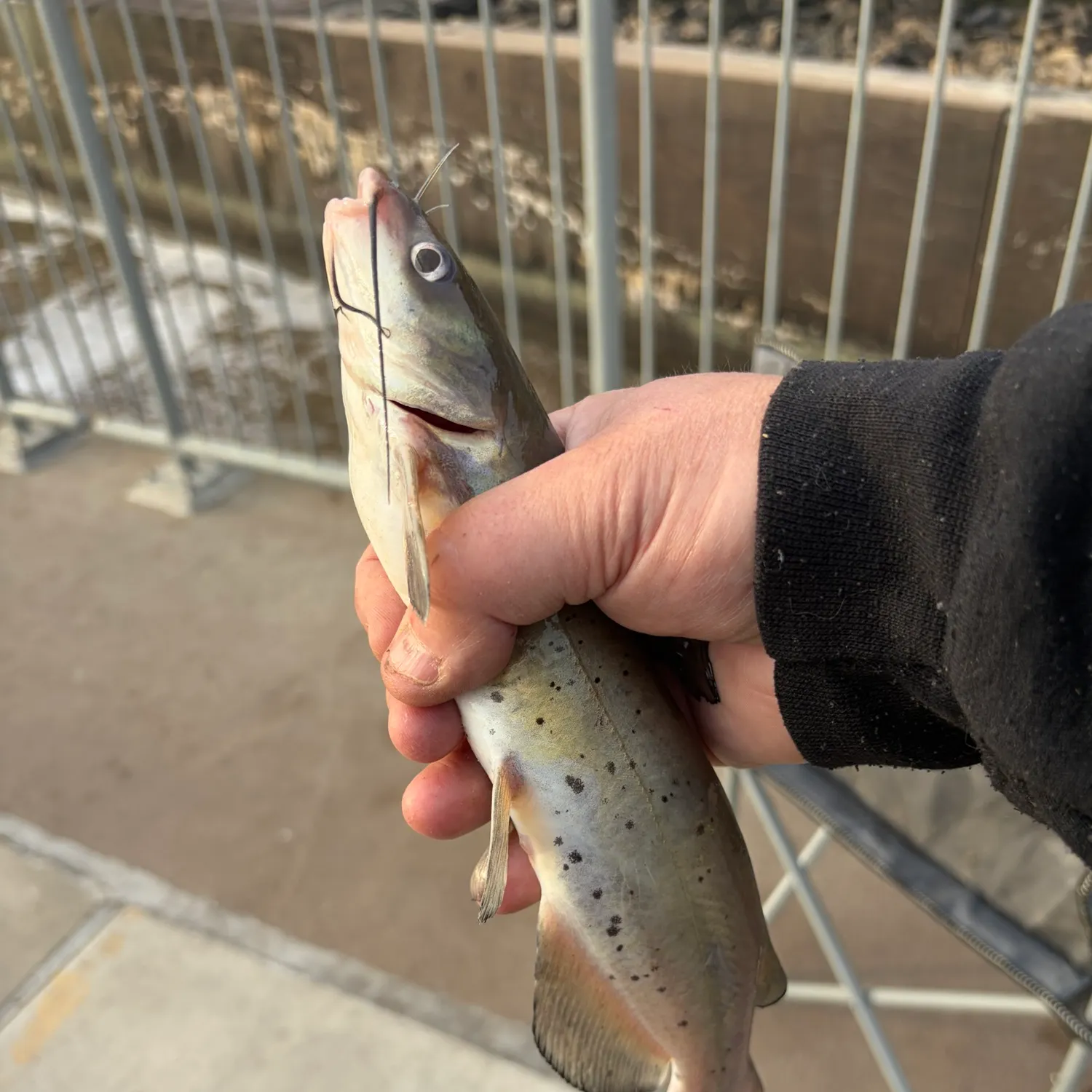 Channel catfish caught on Fishbrain