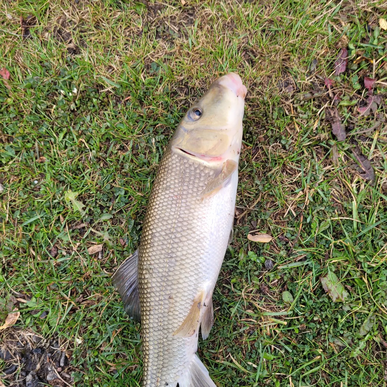 Rainbow trout caught on Fishbrain